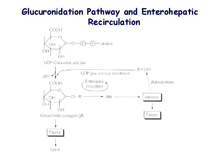 Glucuronidation Pathway and Enterohepatic Recirculation 