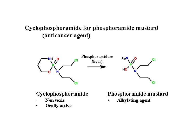 Cyclophosphoramide for phosphoramide mustard (anticancer agent) Phosphoramidase (liver) Cyclophosphoramide Phosphoramide mustard • • •