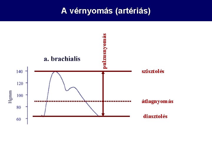 pulzusnyomás A vérnyomás (artériás) szisztolés átlagnyomás diasztolés 