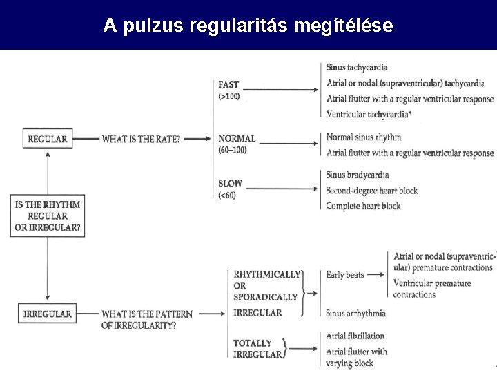 A pulzus regularitás megítélése 