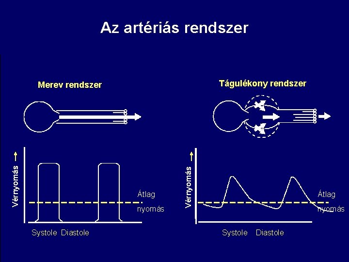 Az artériás rendszer Tágulékony rendszer Átlag nyomás Systole Diastole Vérnyomás Merev rendszer Átlag nyomás