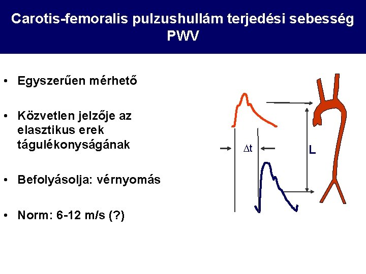 Carotis-femoralis pulzushullám terjedési sebesség PWV • Egyszerűen mérhető • Közvetlen jelzője az elasztikus erek