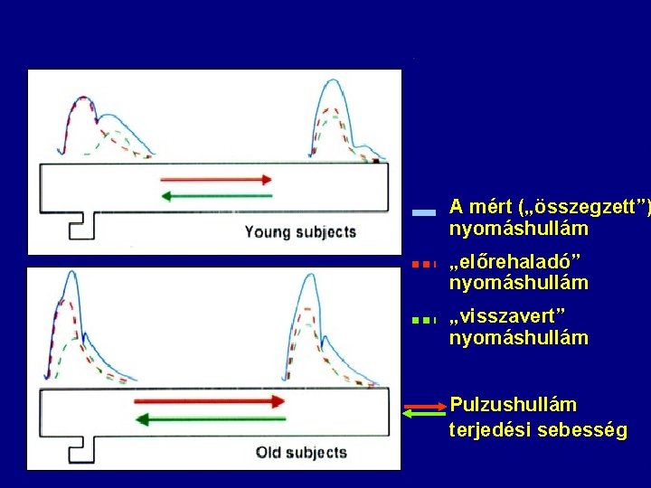 A mért („összegzett”) nyomáshullám „előrehaladó” nyomáshullám „visszavert” nyomáshullám Pulzushullám terjedési sebesség 