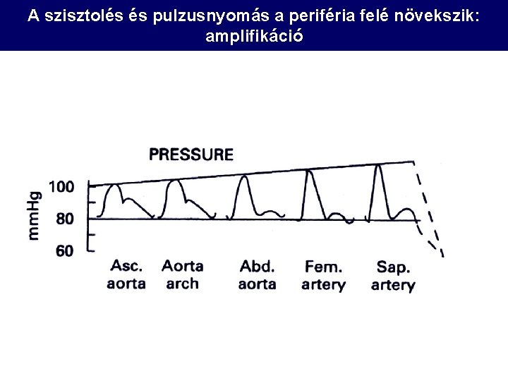 A szisztolés és pulzusnyomás a periféria felé növekszik: amplifikáció 