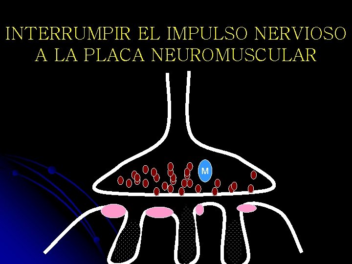 INTERRUMPIR EL IMPULSO NERVIOSO A LA PLACA NEUROMUSCULAR M 