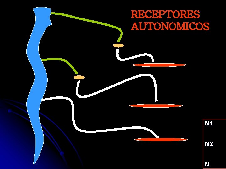 RECEPTORES AUTONOMICOS M 1 M 2 N 