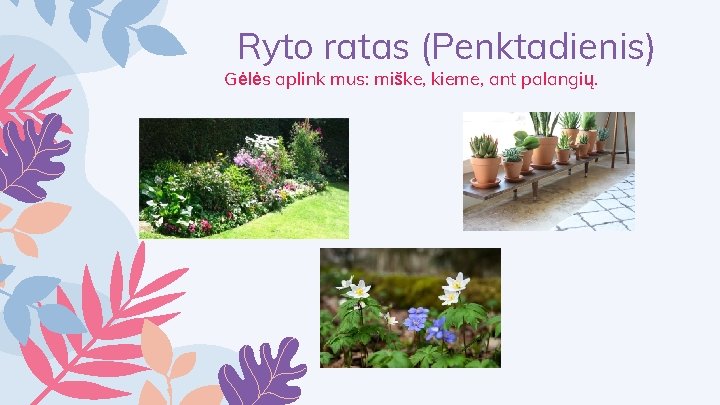 Ryto ratas (Penktadienis) Gėlės aplink mus: miške, kieme, ant palangių. 