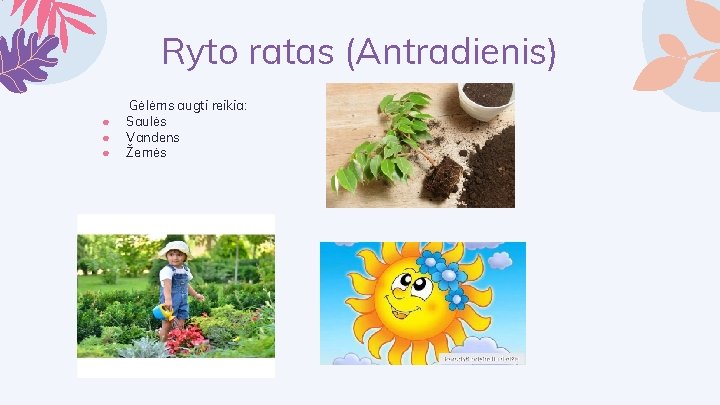 Ryto ratas (Antradienis) ● ● ● Gėlėms augti reikia: Saulės Vandens Žemės 