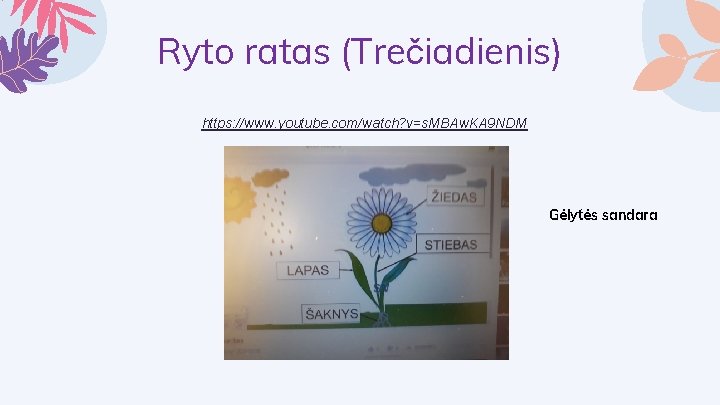 Ryto ratas (Trečiadienis) https: //www. youtube. com/watch? v=s. MBAw. KA 9 NDM Gėlytės sandara