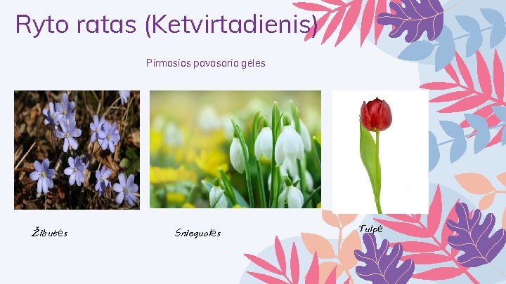 Ryto ratas (Ketvirtadienis) Pirmosios pavasario gėlės Žibutės Snieguolės Tulpė 