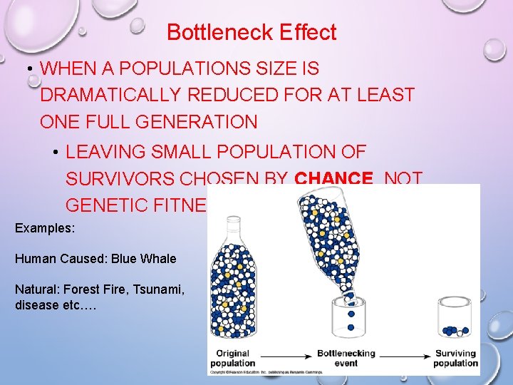 Bottleneck Effect • WHEN A POPULATIONS SIZE IS DRAMATICALLY REDUCED FOR AT LEAST ONE Bottleneck Effect • WHEN A POPULATIONS SIZE IS DRAMATICALLY REDUCED FOR AT LEAST ONE