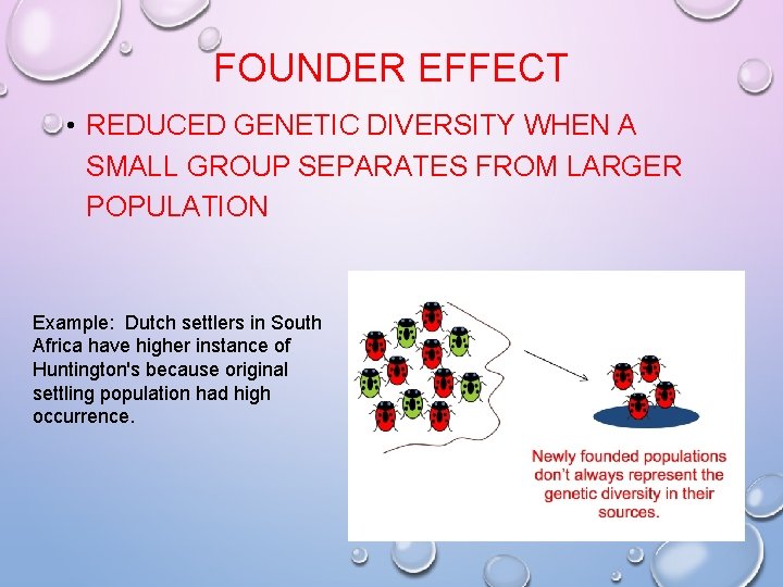 FOUNDER EFFECT • REDUCED GENETIC DIVERSITY WHEN A SMALL GROUP SEPARATES FROM LARGER POPULATION FOUNDER EFFECT • REDUCED GENETIC DIVERSITY WHEN A SMALL GROUP SEPARATES FROM LARGER POPULATION