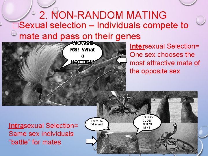 2. NON-RANDOM MATING �Sexual selection – Individuals compete to mate and pass on their 2. NON-RANDOM MATING �Sexual selection – Individuals compete to mate and pass on their