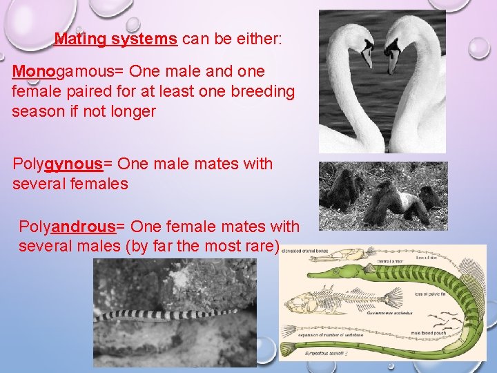 Mating systems can be either: Monogamous= One male and one female paired for at Mating systems can be either: Monogamous= One male and one female paired for at