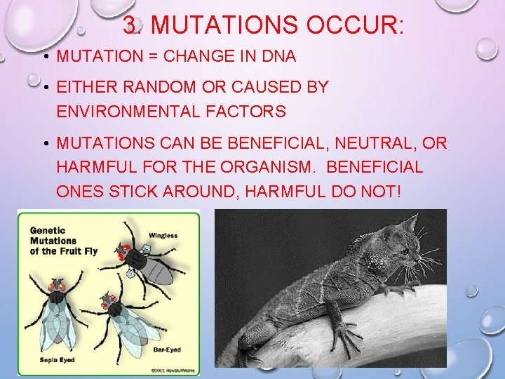 3. MUTATIONS OCCUR: • MUTATION = CHANGE IN DNA • EITHER RANDOM OR CAUSED 3. MUTATIONS OCCUR: • MUTATION = CHANGE IN DNA • EITHER RANDOM OR CAUSED
