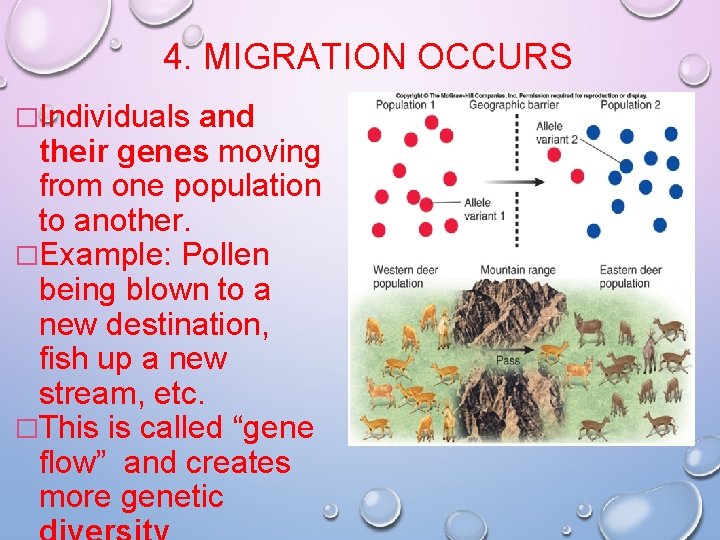 4. MIGRATION OCCURS �Individuals and their genes moving from one population to another. �Example: 4. MIGRATION OCCURS �Individuals and their genes moving from one population to another. �Example: