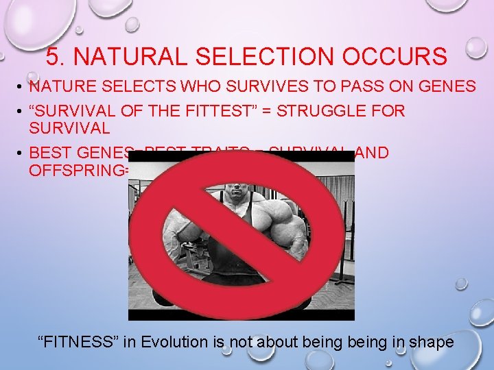 5. NATURAL SELECTION OCCURS • NATURE SELECTS WHO SURVIVES TO PASS ON GENES • 5. NATURAL SELECTION OCCURS • NATURE SELECTS WHO SURVIVES TO PASS ON GENES •