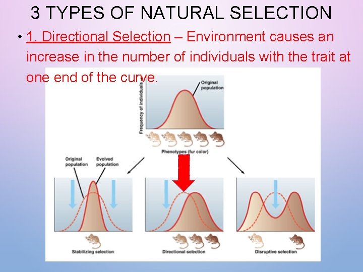 3 TYPES OF NATURAL SELECTION • 1. Directional Selection – Environment causes an increase 3 TYPES OF NATURAL SELECTION • 1. Directional Selection – Environment causes an increase
