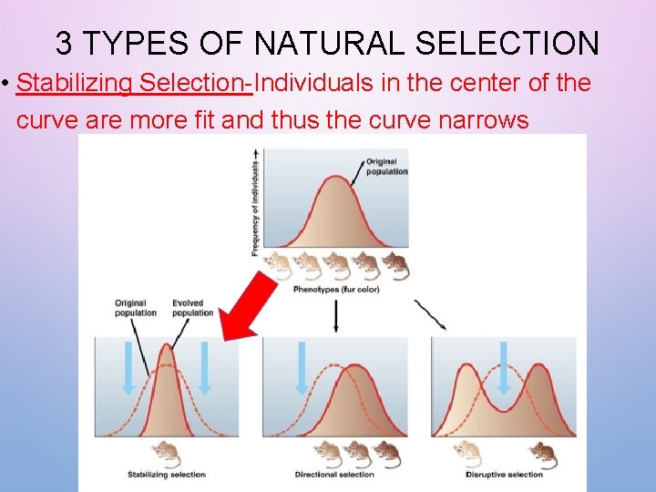 3 TYPES OF NATURAL SELECTION • Stabilizing Selection-Individuals in the center of the curve 3 TYPES OF NATURAL SELECTION • Stabilizing Selection-Individuals in the center of the curve