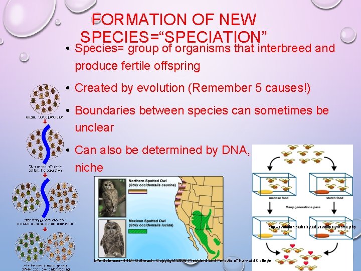 FORMATION OF NEW SPECIES=“SPECIATION” • Species= group of organisms that interbreed and produce fertile FORMATION OF NEW SPECIES=“SPECIATION” • Species= group of organisms that interbreed and produce fertile