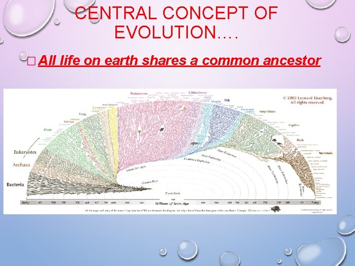 CENTRAL CONCEPT OF EVOLUTION…. � All life on earth shares a common ancestor CENTRAL CONCEPT OF EVOLUTION…. � All life on earth shares a common ancestor