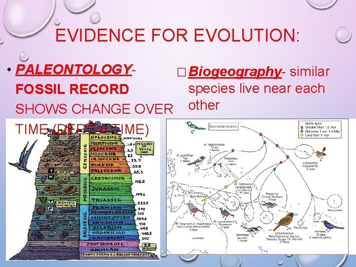 EVIDENCE FOR EVOLUTION: • PALEONTOLOGY� Biogeography- similar species live near each FOSSIL RECORD SHOWS EVIDENCE FOR EVOLUTION: • PALEONTOLOGY� Biogeography- similar species live near each FOSSIL RECORD SHOWS