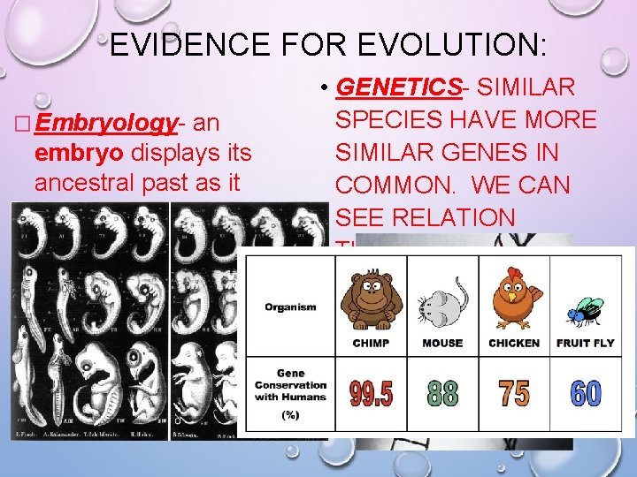 EVIDENCE FOR EVOLUTION: � Embryology- an embryo displays its ancestral past as it develops EVIDENCE FOR EVOLUTION: � Embryology- an embryo displays its ancestral past as it develops