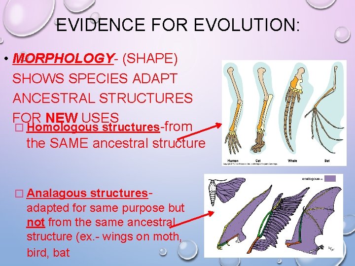 EVIDENCE FOR EVOLUTION: • MORPHOLOGY- (SHAPE) SHOWS SPECIES ADAPT ANCESTRAL STRUCTURES FOR NEW USES EVIDENCE FOR EVOLUTION: • MORPHOLOGY- (SHAPE) SHOWS SPECIES ADAPT ANCESTRAL STRUCTURES FOR NEW USES