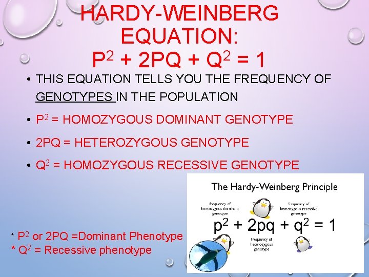 HARDY-WEINBERG EQUATION: P 2 + 2 PQ + Q 2 = 1 • THIS HARDY-WEINBERG EQUATION: P 2 + 2 PQ + Q 2 = 1 • THIS