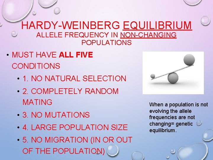 HARDY-WEINBERG EQUILIBRIUM ALLELE FREQUENCY IN NON-CHANGING POPULATIONS • MUST HAVE ALL FIVE CONDITIONS • HARDY-WEINBERG EQUILIBRIUM ALLELE FREQUENCY IN NON-CHANGING POPULATIONS • MUST HAVE ALL FIVE CONDITIONS •