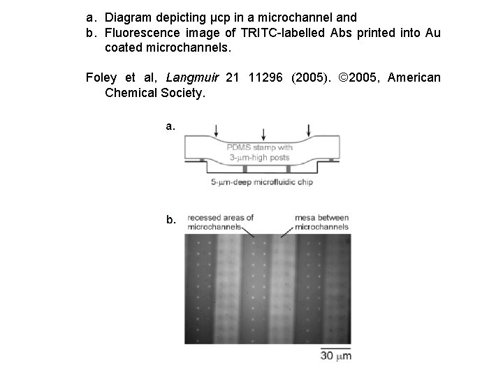 a. Diagram depicting μcp in a microchannel and b. Fluorescence image of TRITC-labelled Abs