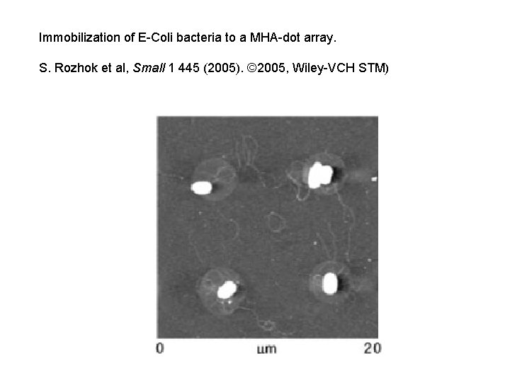 Immobilization of E-Coli bacteria to a MHA-dot array. S. Rozhok et al, Small 1