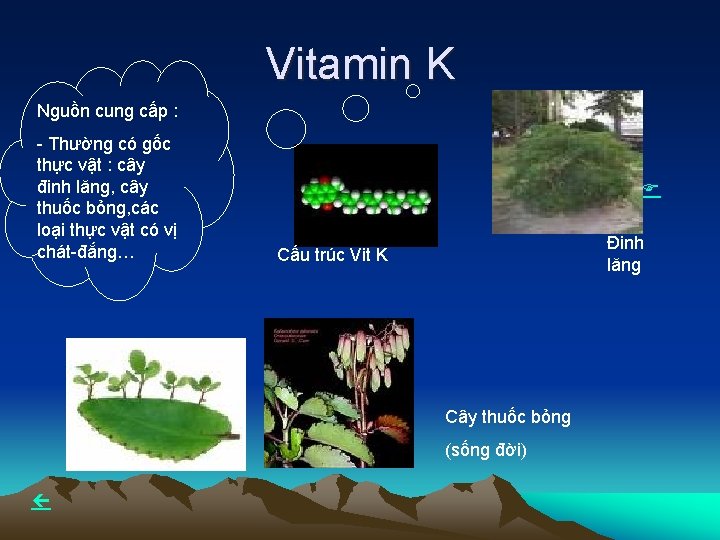 Vitamin K Nguồn cung cấp : - Thường có gốc thực vật : cây