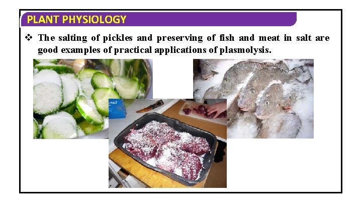 PLANT PHYSIOLOGY v The salting of pickles and preserving of fish and meat in