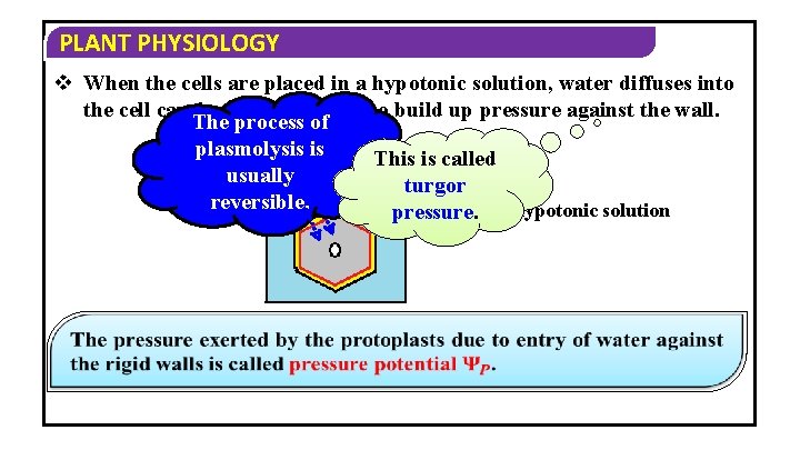 PLANT PHYSIOLOGY v When the cells are placed in a hypotonic solution, water diffuses