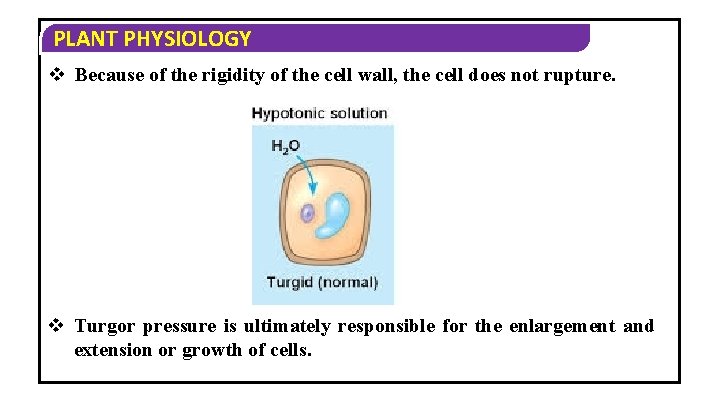 PLANT PHYSIOLOGY v Because of the rigidity of the cell wall, the cell does