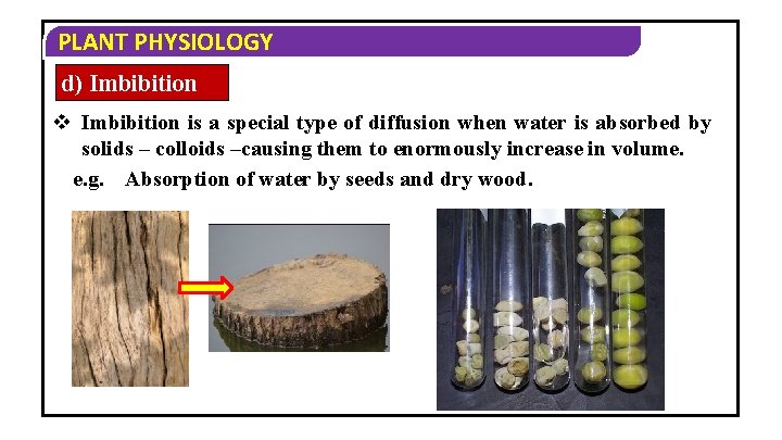 PLANT PHYSIOLOGY d) Imbibition v Imbibition is a special type of diffusion when water