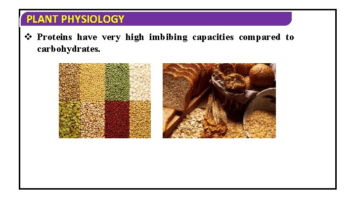 PLANT PHYSIOLOGY v Proteins have very high imbibing capacities compared to carbohydrates. 