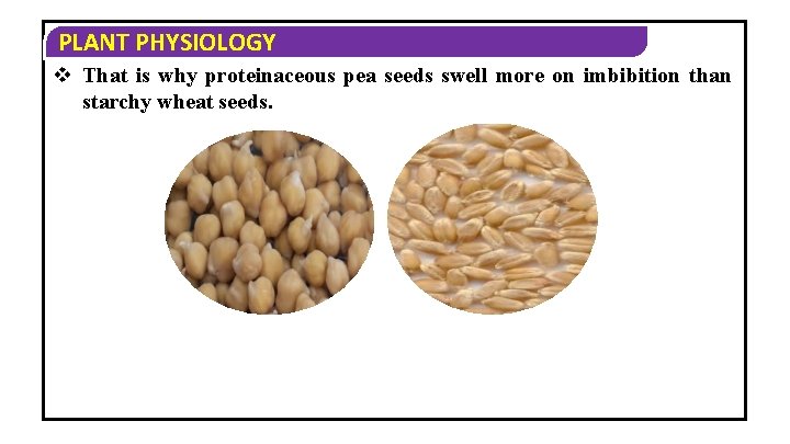 PLANT PHYSIOLOGY v That is why proteinaceous pea seeds swell more on imbibition than