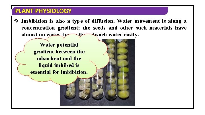 PLANT PHYSIOLOGY v Imbibition is also a type of diffusion. Water movement is along