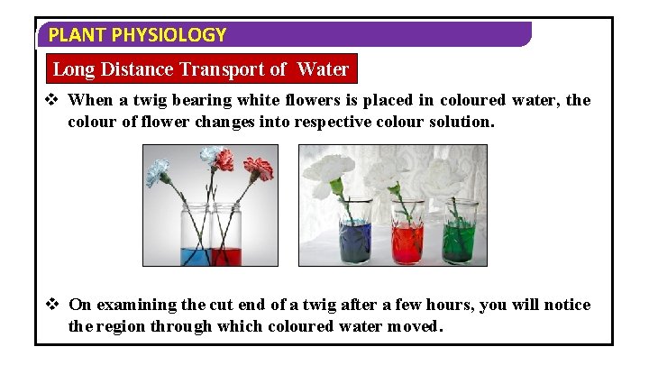 PLANT PHYSIOLOGY Long Distance Transport of Water v When a twig bearing white flowers