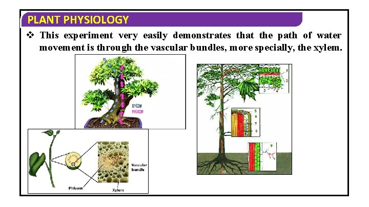 PLANT PHYSIOLOGY v This experiment very easily demonstrates that the path of water movement