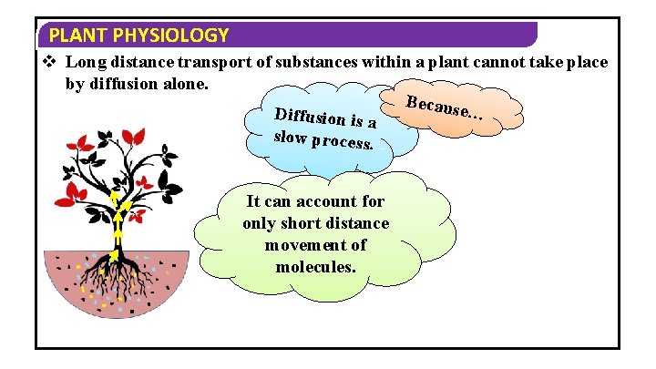 PLANT PHYSIOLOGY v Long distance transport of substances within a plant cannot take place