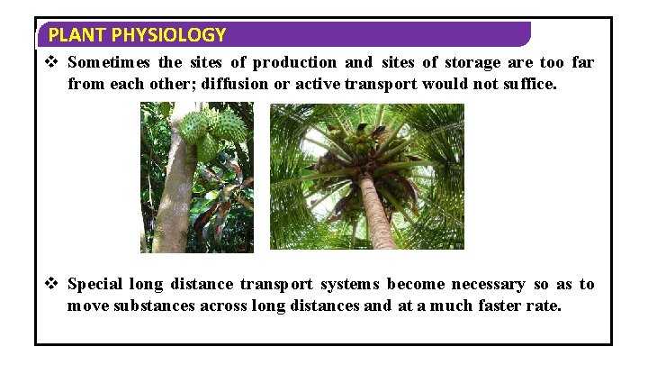 PLANT PHYSIOLOGY v Sometimes the sites of production and sites of storage are too