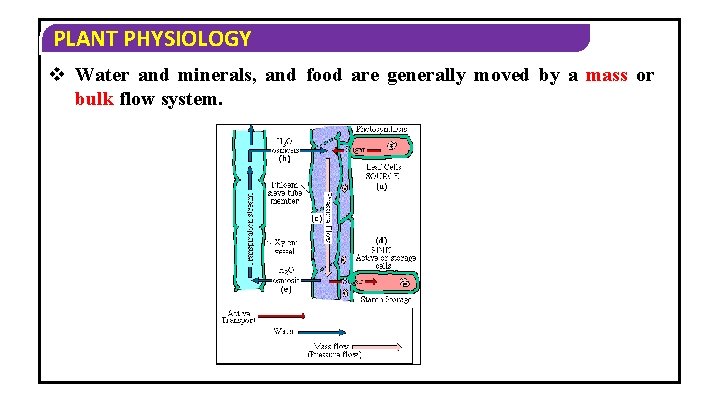 PLANT PHYSIOLOGY v Water and minerals, and food are generally moved by a mass