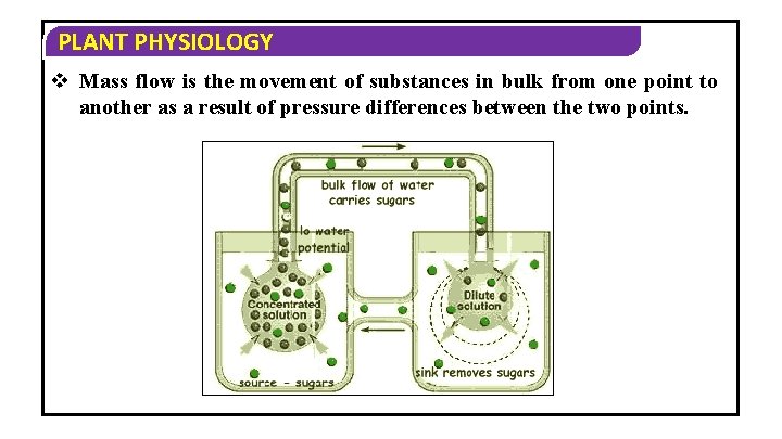 PLANT PHYSIOLOGY v Mass flow is the movement of substances in bulk from one