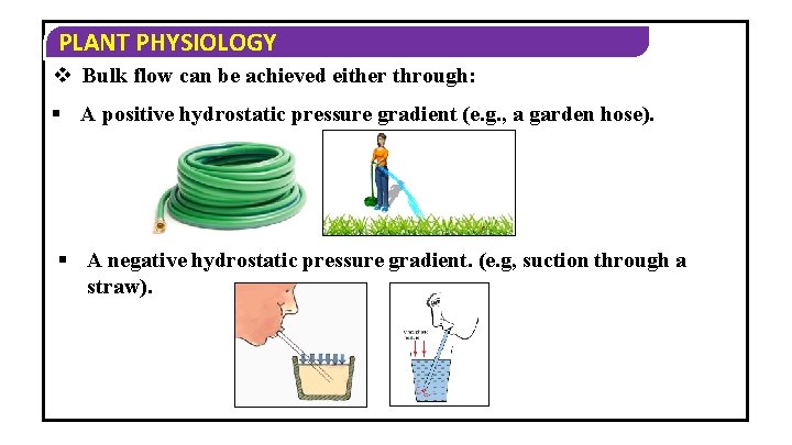 PLANT PHYSIOLOGY v Bulk flow can be achieved either through: § A positive hydrostatic