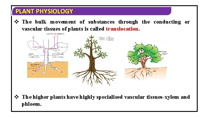 PLANT PHYSIOLOGY v The bulk movement of substances through the conducting or vascular tissues