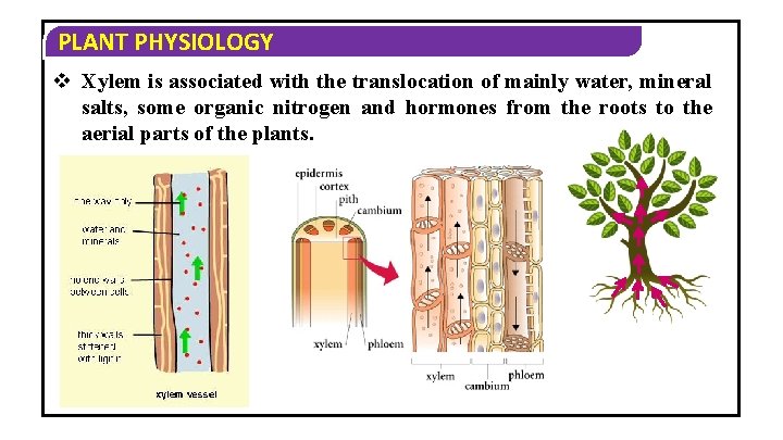 PLANT PHYSIOLOGY v Xylem is associated with the translocation of mainly water, mineral salts,
