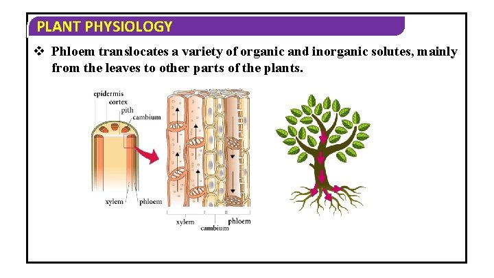 PLANT PHYSIOLOGY v Phloem translocates a variety of organic and inorganic solutes, mainly from